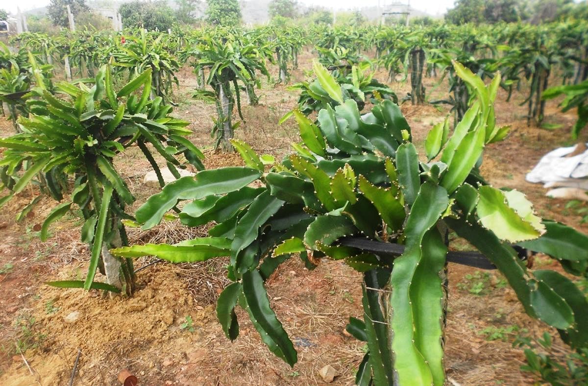 Dragon fruit plants cultivated by farmer Rafiq at Bukkambudhi near Ajjampura.