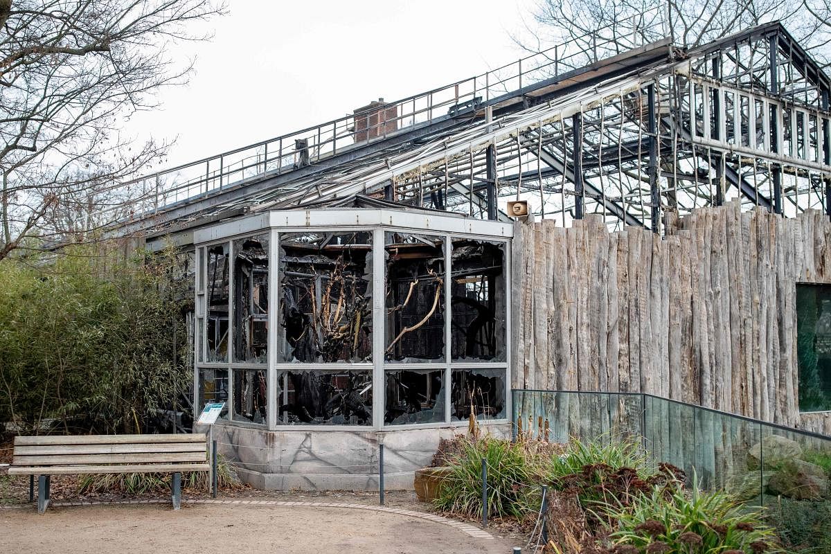 A view of the burned-out monkey house at Krefeld zoo, western Germany, after a fire on New Year's Eve, killed dozens of animals (AFP Photo)