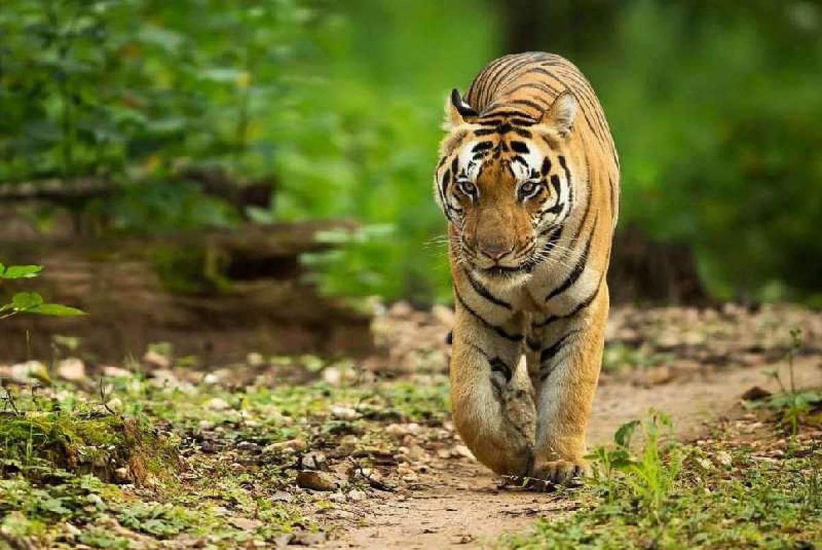 “Prima facie, it seems the tigress died due to territorial fight. An autopsy is being done and the samples would be sent to veterinary laboratory to find out the exact cause of the death,” said District Forest Officer (DFO) of VTR, Ambarish Mall. (Representative Image/File Image)