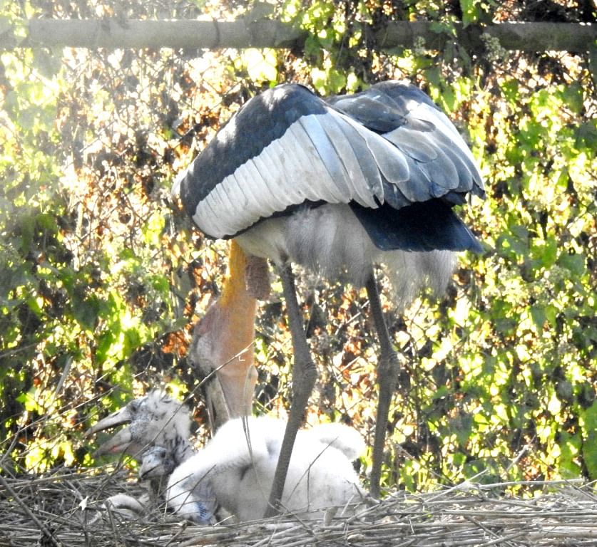 The chick of the artificially bred greater adjutant stork in Assam State Zoo and Botanical Garden in Guwahati. DH photo