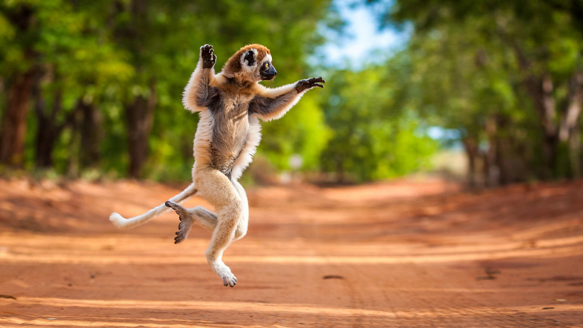 Verreaux's sifaka photographed in the Berenty Reserve of Madagascar. (DH Photo)