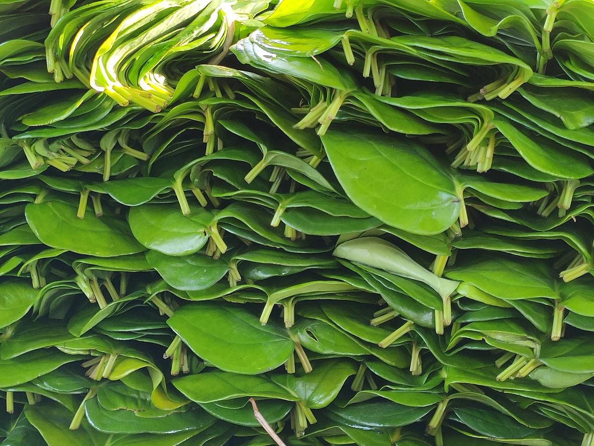 The shelter in front of its Lakshmi Narayana Swamy Temple becomes the meeting point of farmers and wholesale buyers of betel leaves. 