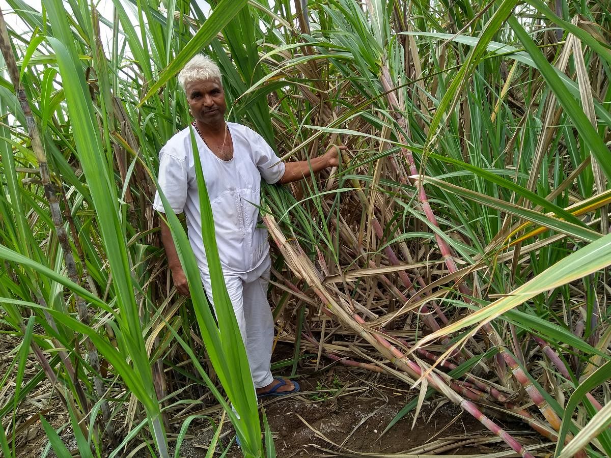 Eshwar has been into chemical-free farming for the last 12 years. He has three-and-a-half acres of land where he grows a variety of crops. 
