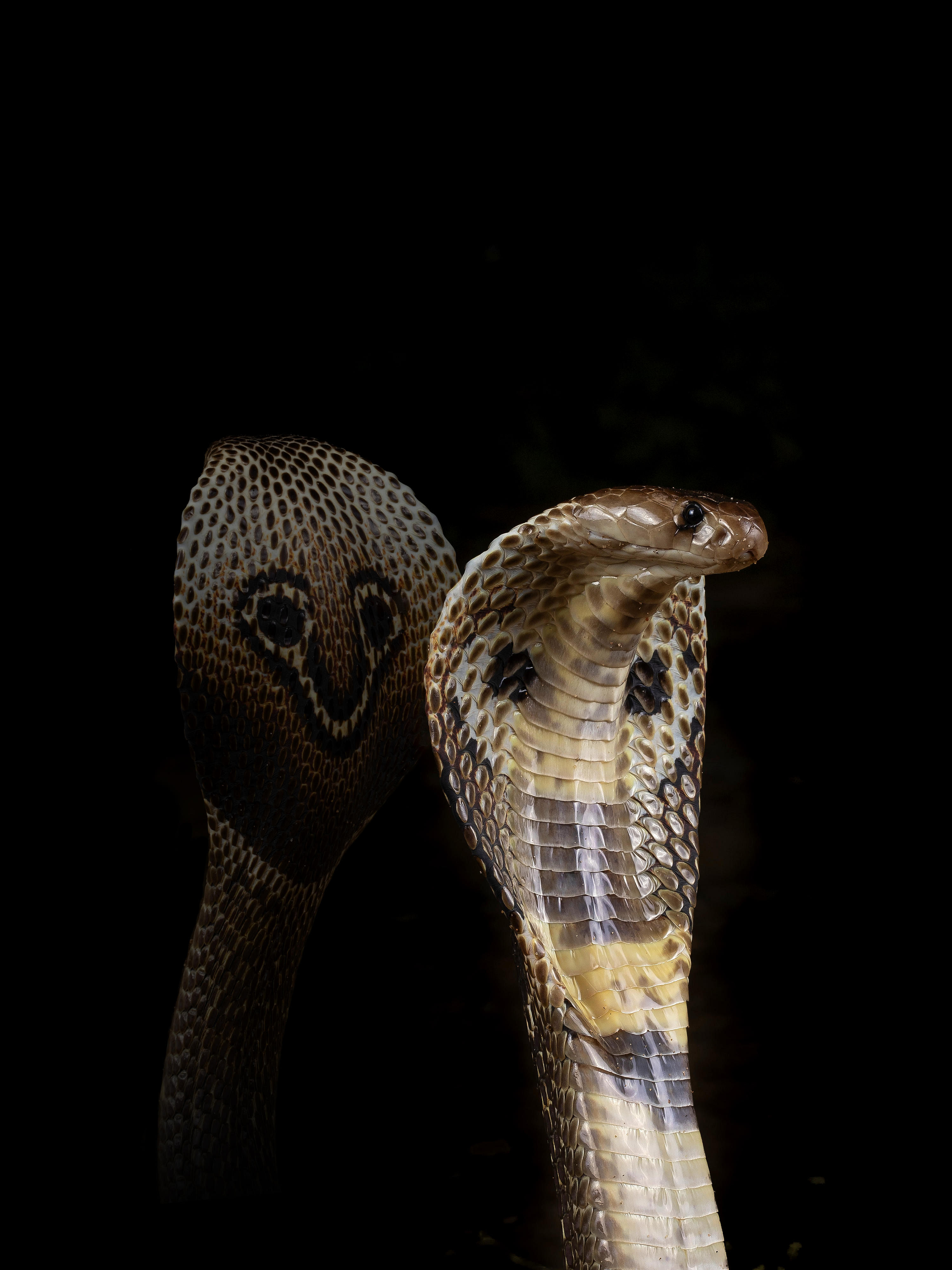 The finding may help save thousands of lives in future as it opens up the doors to create better quality antivenom in the laboratory using recombinant DNA technology.