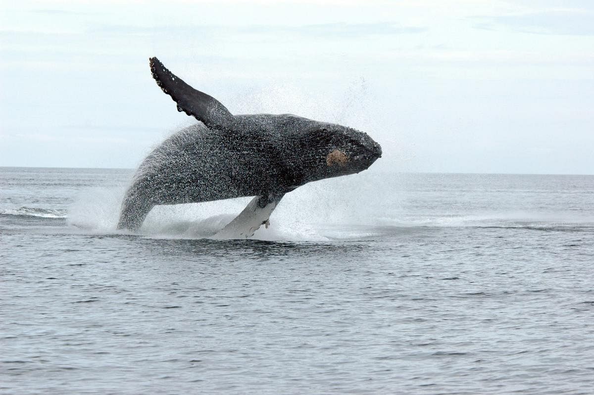 The project aims to study Whale movements and save them from possible threats to life. Credit: AFP