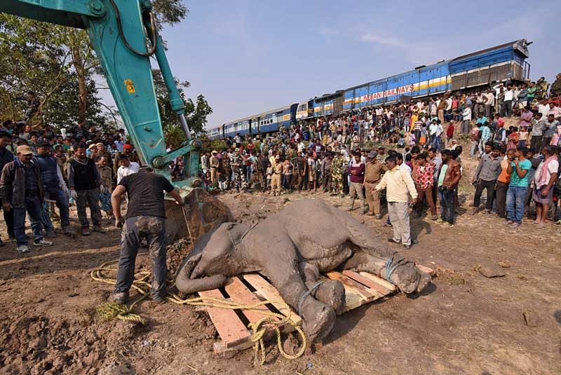 While in 2016, 7,945 animals were mowed down by trains, in 2017, the number rose to 11,683 and in 2018, it was 12,625 bringing the total number of animals killed between 2016 and 2018 to 32,253. (Reuters File Photo)