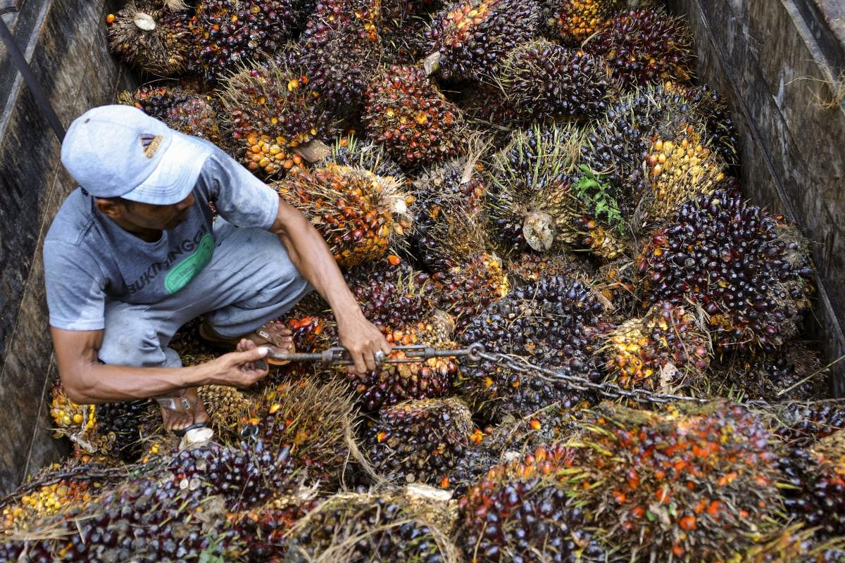 Palm oil fruits (AFP Photo)