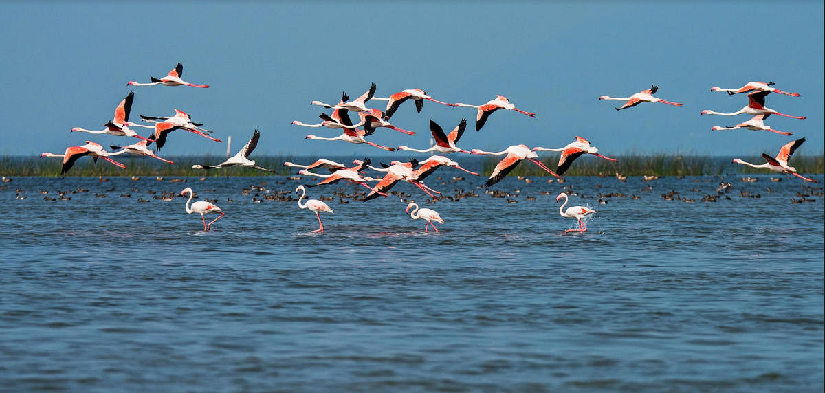 Odisha: Over 11 lakh migratory birds visit Chilika lake