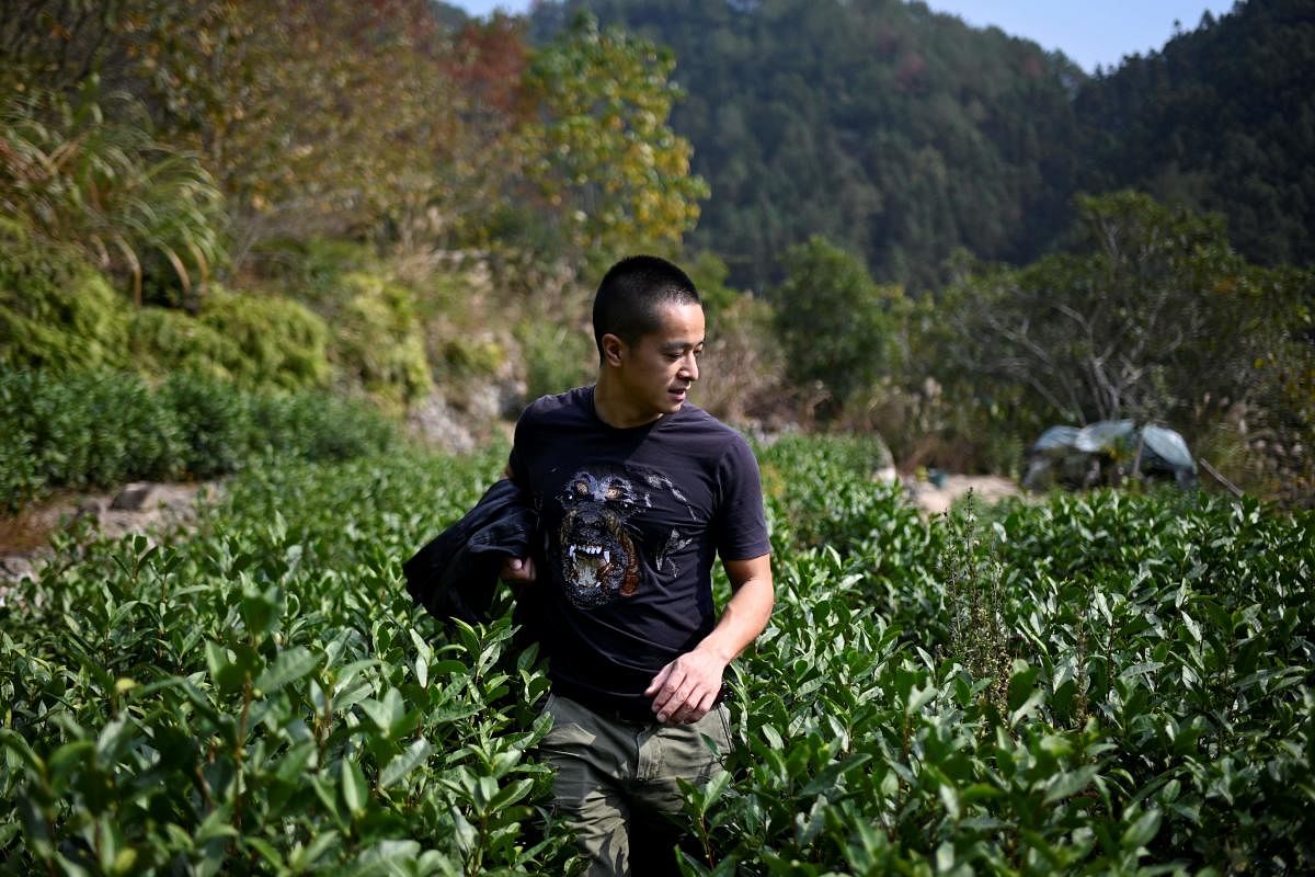 A tea garden in China (AFP Photo)