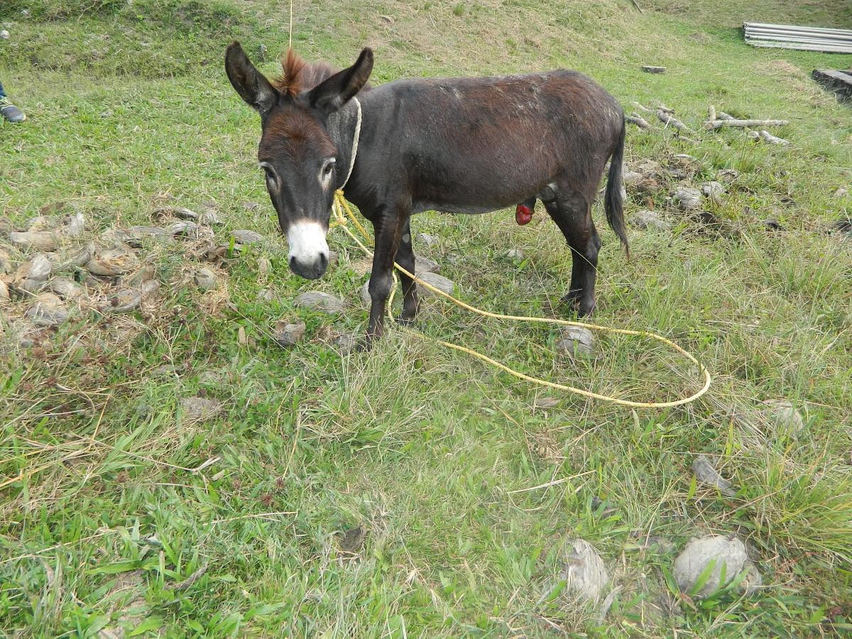 Ramu, the male donkey renamed as 'Bola' by Devalapura villagers, is responding to the treatment.