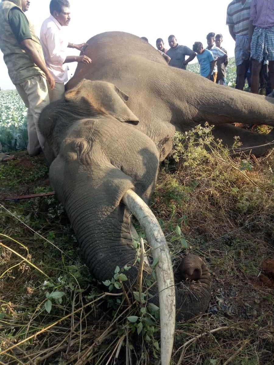  The tusker is said to be around 26 years, according to Range Forest Officer Kantharaju. (Credit: DH)