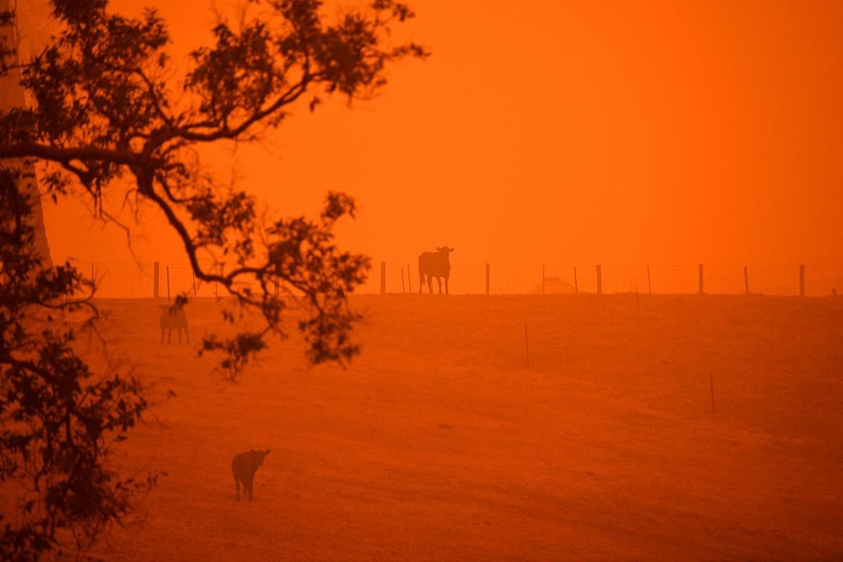 Cattle stand in a field under a red sky caused by bushfires in Greendale on the outskirts of Bega, in Australia's New South Wales state on January 5, 2020. (AFP Photo)
