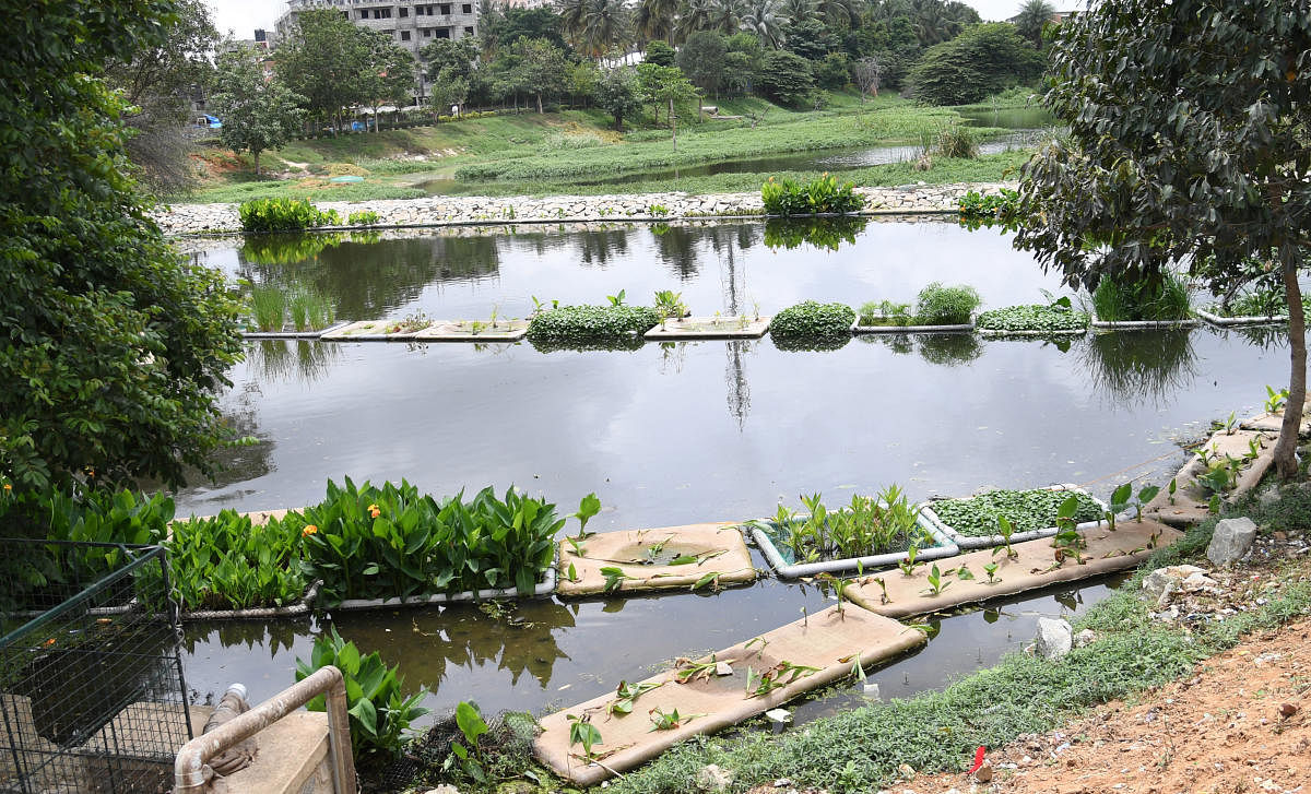 The Puttenahalli Neighbourhood Lake Improvement Trust (PNLIT) has been working to clean wetlands by artificial floating plants by using PVC pipes were ‘launched’ in the lake - the first of its kind in Bengaluru on Thursday. (Credit: DH)