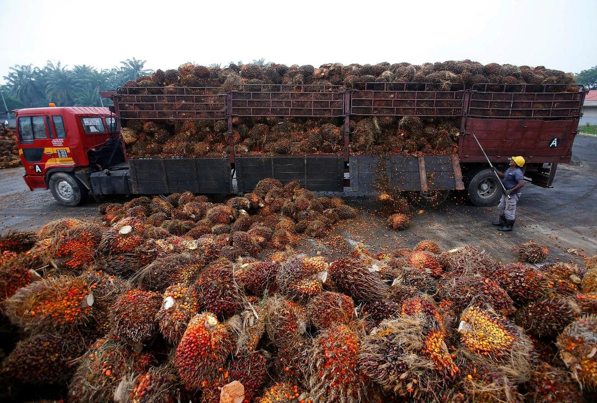 A worker unloads palm oil fruits from a lorry inside a palm oil factory in Salak Tinggi, outside Kuala Lumpur, Malaysia. (Reuters photo)