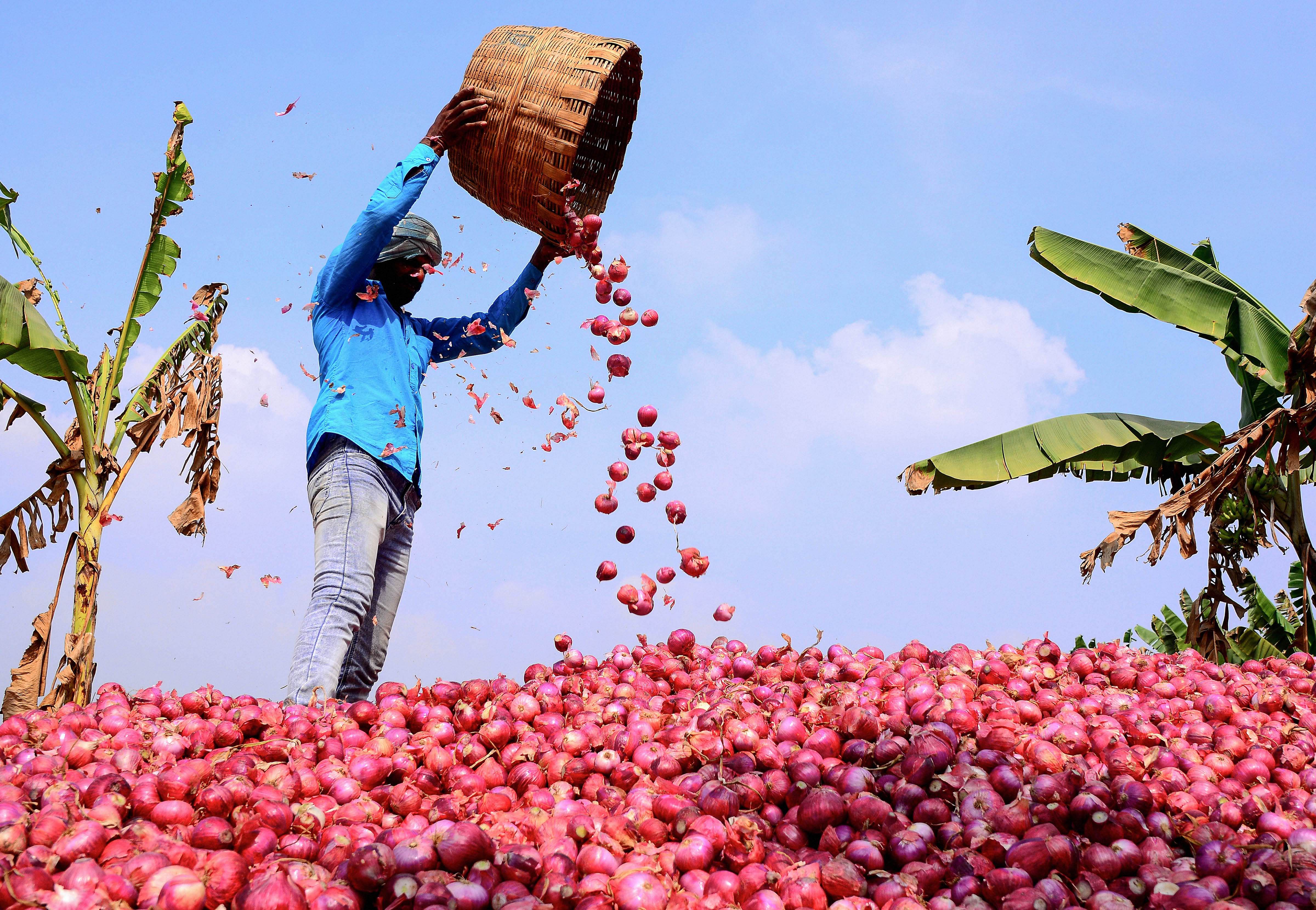 While the Centre alone can import onions, it depends on states for retailing them to consumers. (PTI Photo)