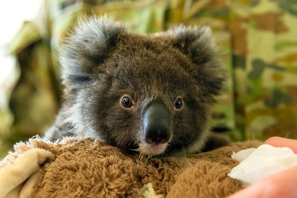 Orphaned baby koala. (AFP Photo)
