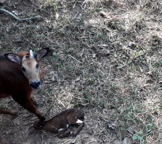 Calf of the serow born in Assam State Zoo in Guwahati on Wednesday. Credit: Assam State Zoo