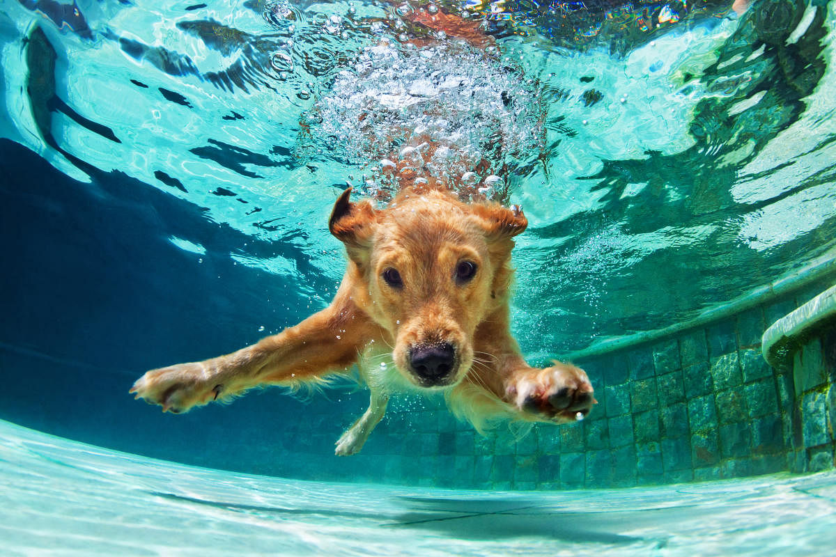 Obesity in pets is most likely caused by their lifestyle and overfeeding,though sometimes they might have thyroid problems too. Swimming is agreat way for pets to burn calories.