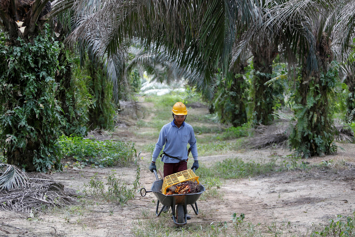A worker collects palm oil fruits at a plantation in Bahau, Negeri Sembilan, Malaysia. (Reuters Photo)