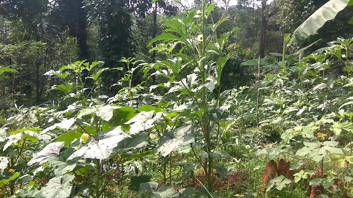 Vegetables cultivated by Chandrakala Kaanugodu (Inset)at sringeri. dh photos