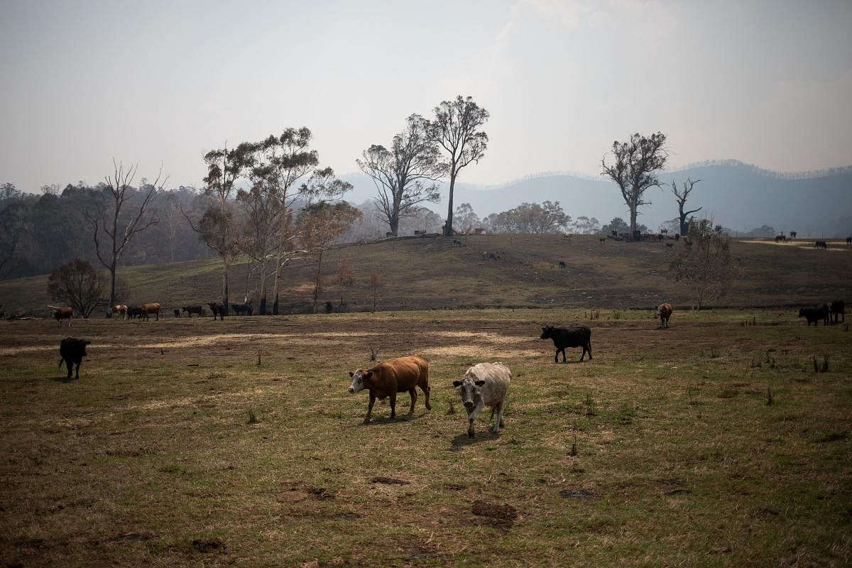 Cattle are seen on a burnt field in Wandella, near the town of Cobargo, Australia January 13, 2020. (Reuters Photo)