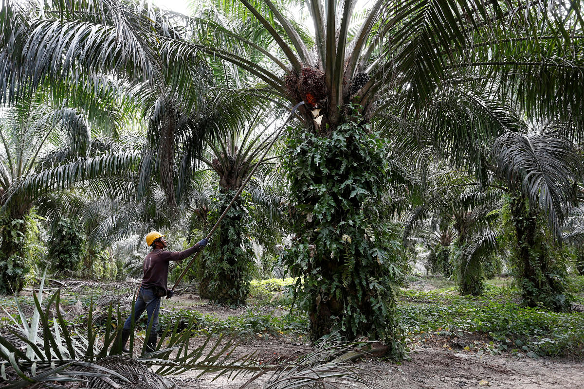 A worker collects palm oil fruits at a plantation in Bahau, Negeri Sembilan, Malaysia. (Reuters Photo)