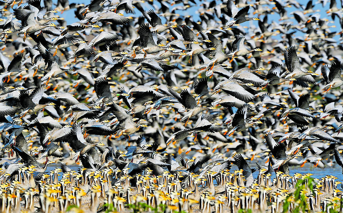 Swarm !! - near full frame picture of these thousands of migratory bar headed geese flying off for a feeding session in the afternoon at magadi lake , karnataka , india
