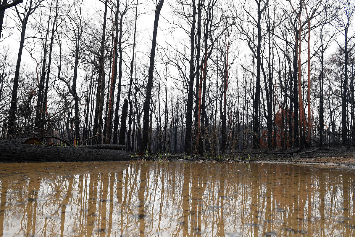 Bushland is seen burnt by fire as rain pools in large puddles at Bilpin, in the Blue Mountains, Australia, January 17, 2020. (Reuters Photo)