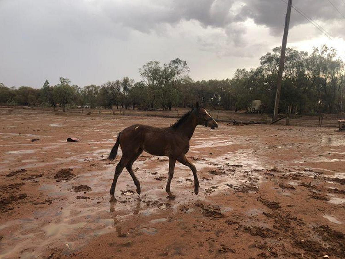 A horse is seen at Nyngan, New South Wales, Australia after a dust storm and rain. (REUTERS photo)