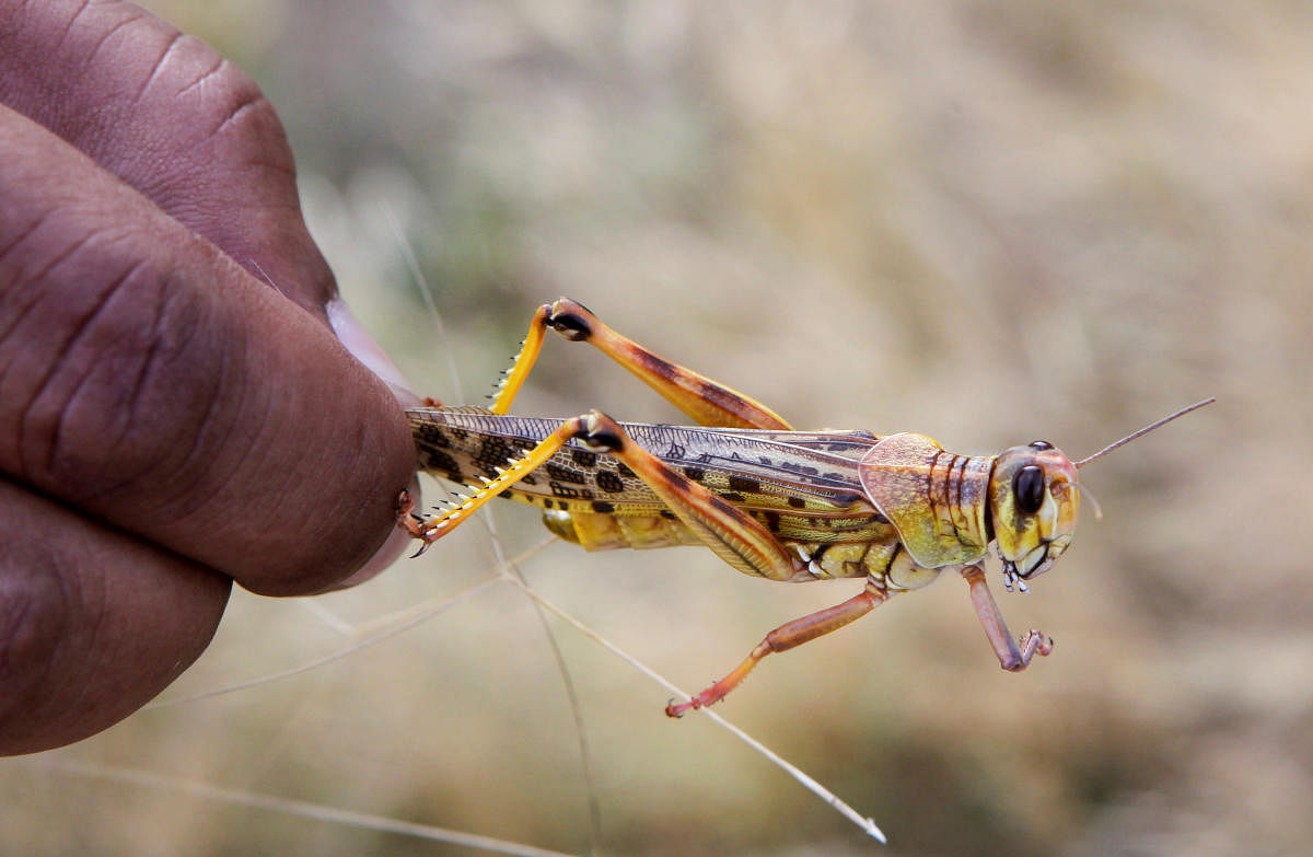 Locust within a grazing land. (Reuters Photo)