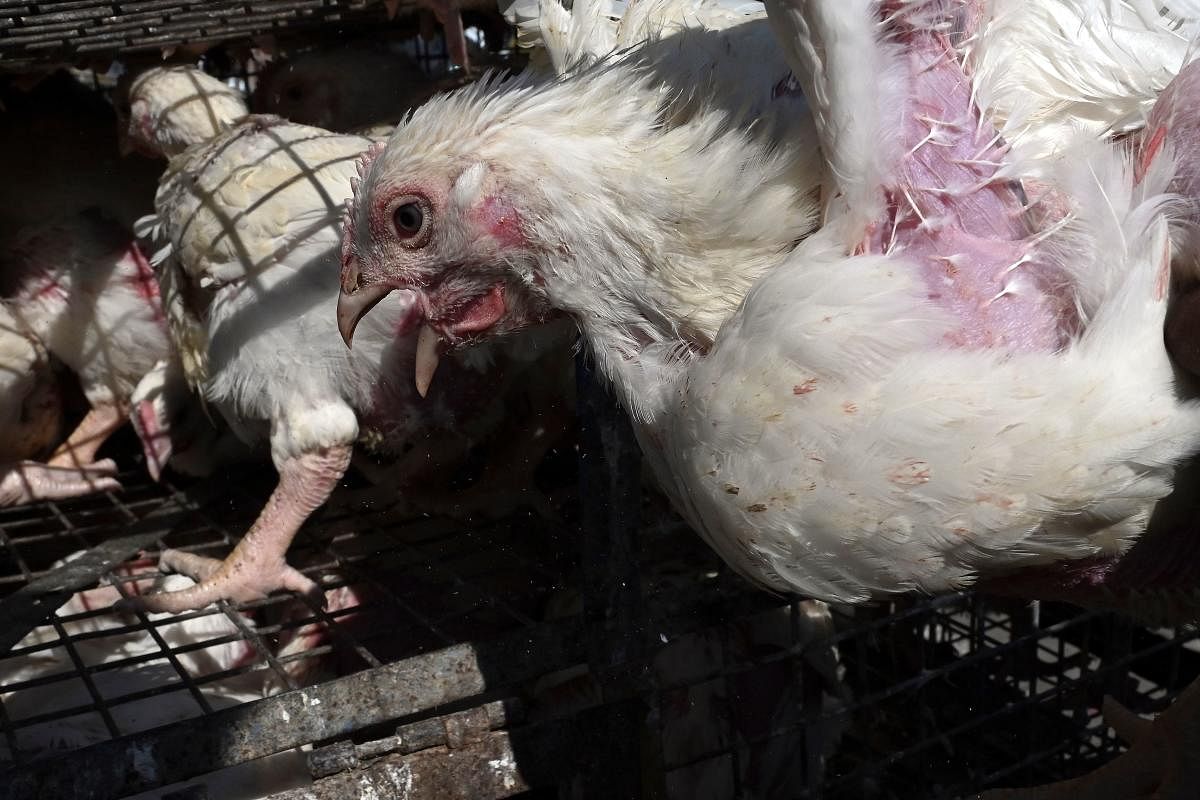 Chickens in a cage at a poultry market. (AFP Photo)