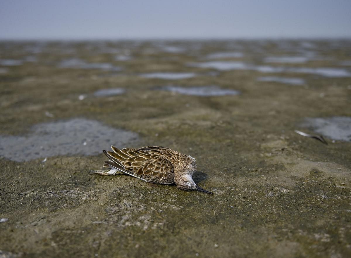 Birds found dead at Sambhar lake. (PTI Photo)