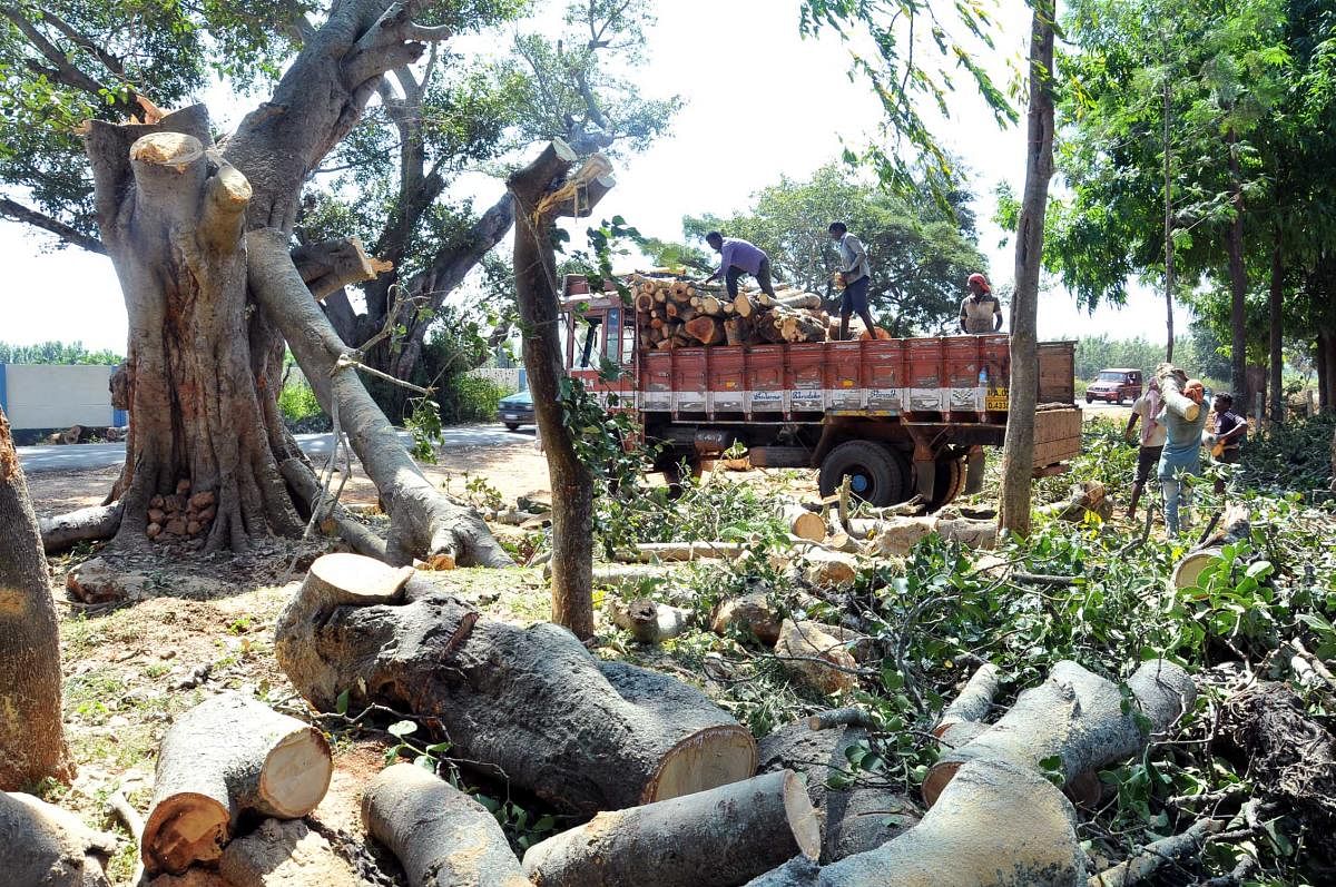 Trees being felled at K M Road near Uddeboranahalli in Chikkamagaluru district.