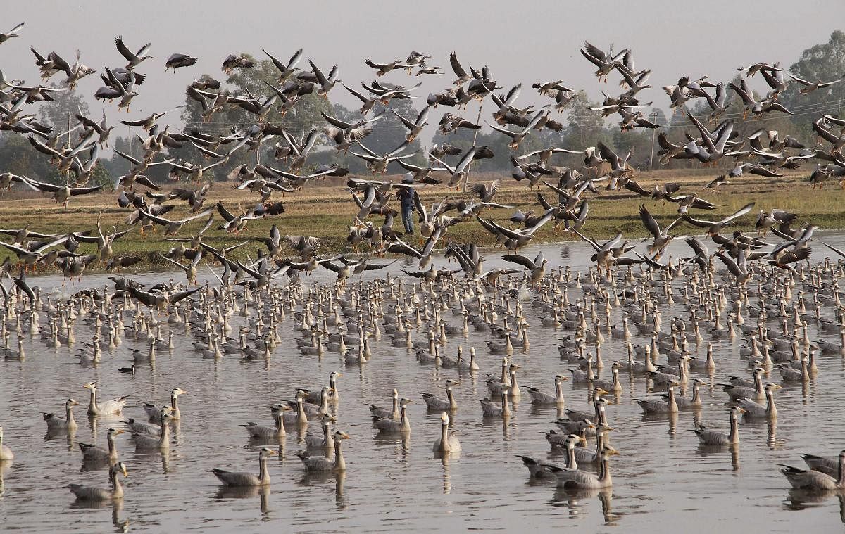 Migratory birds at the Gharana wetland near the India-Pakistan international border at Ranbir Singh Pura, about 35km from Jammu. Credit: PTI Photo
