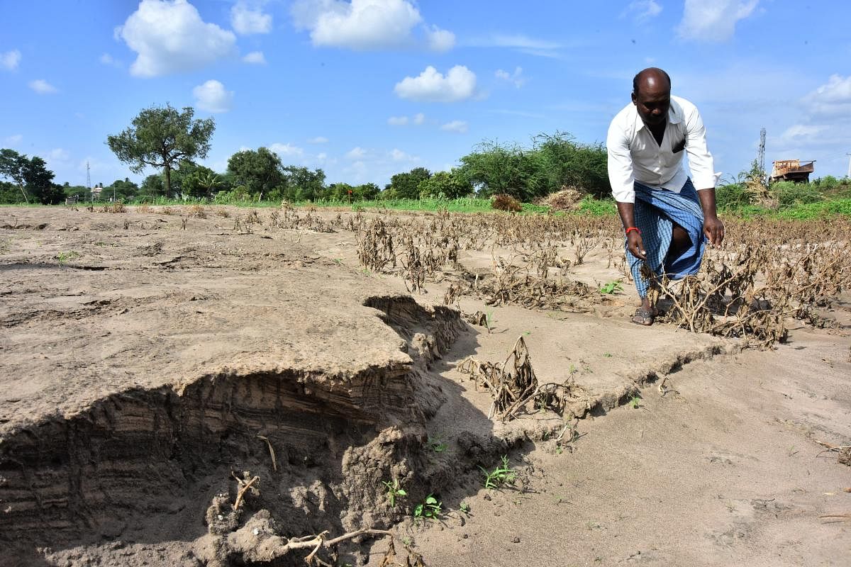 Farmers allege widespread irregularities in disbursing compensation for crop loss.
