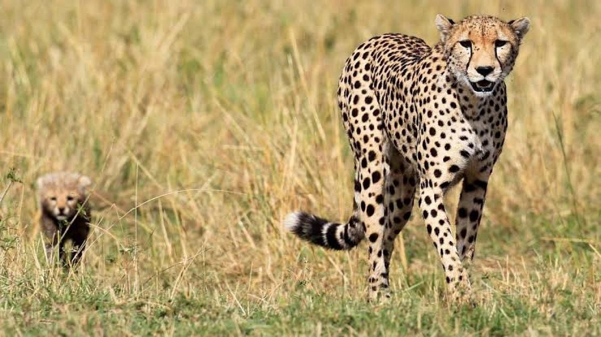 Cheetahs were declared extinct in the country in 1952.