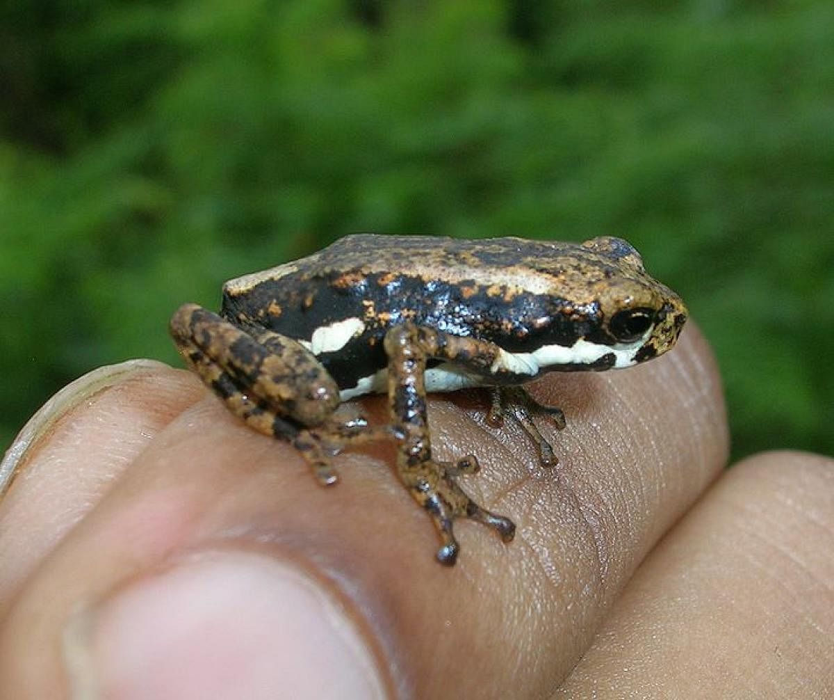 The Metastring Foundation works towardsconserving the Malabar Tree Toad.