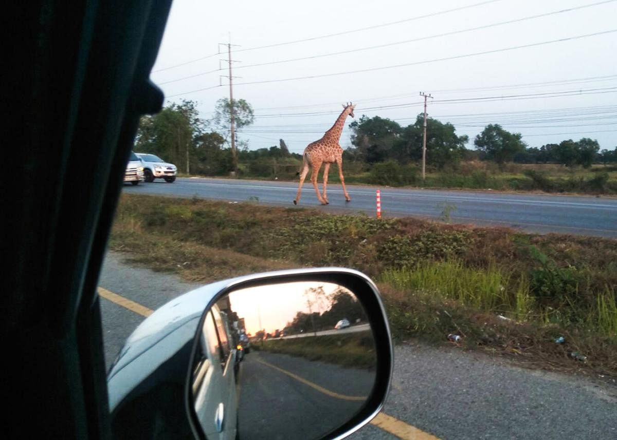 In this undated handout photo released on January 29, 2020 by the Fire Department Eastern Voluntter shows a runaway giraffe seen crossing a road in Bang Khla, Chachoengsao province. AFP/FIRE DEPARTMENT EASTERN VOLUNTEER