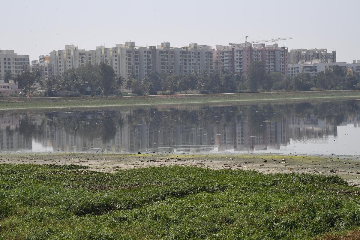 Bellandur lake and the apartment complexes in its vicinity. Many have set up STPs while others have not done so, citing exemptions. (Credit: DH Photo/Shivakumar B H)