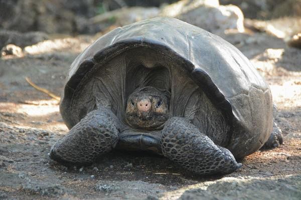 This photo release by the Galapagos National Park, shows a Chelonoidis phantasticus tortoise at the Galapagos National Park in Santa Cruz Island, Galapagos Islands, Ecuador, Wednesday, Feb. 20, 2019. (PTI photo)