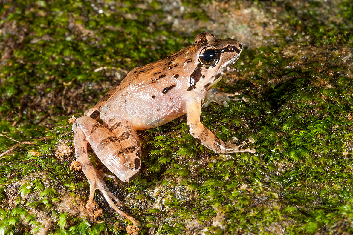 Researchers discovered a new frog species after 137 years in the Palghat gap of Western Ghats. (Credit: DH Photo/SP Vijaykumar)