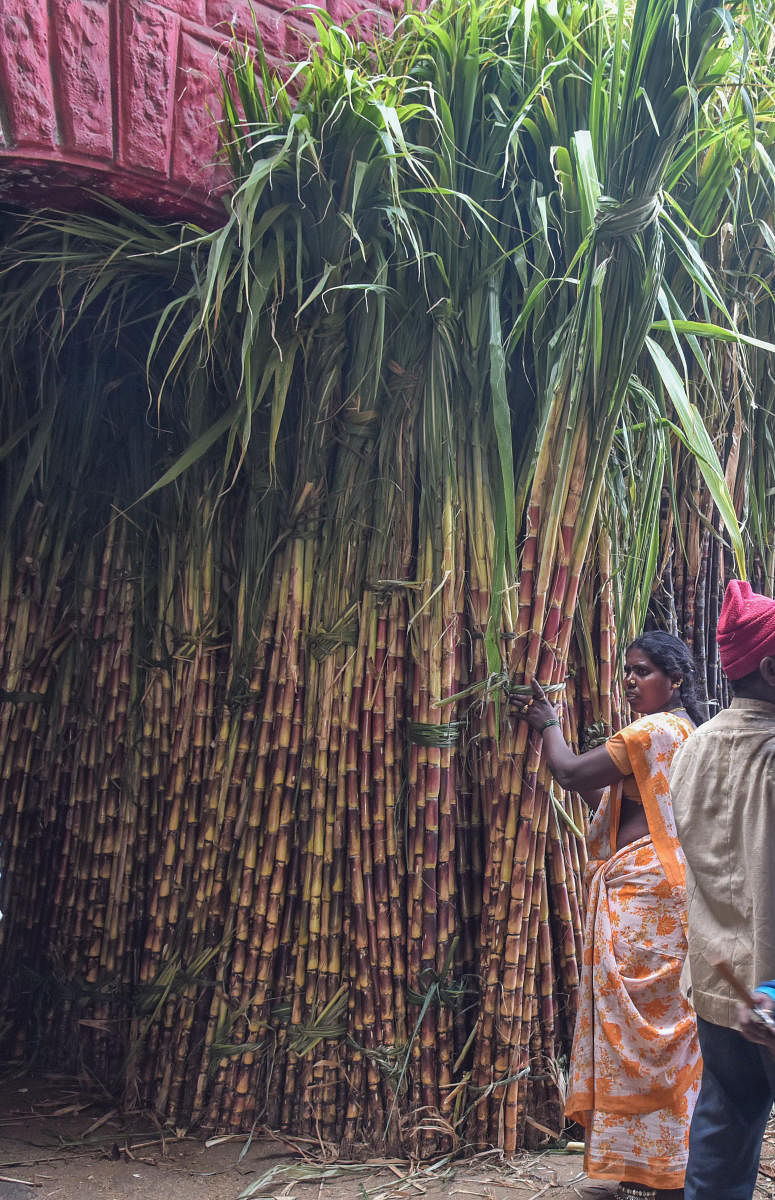 Sugar cane (DH Photo by S K Dinesh)