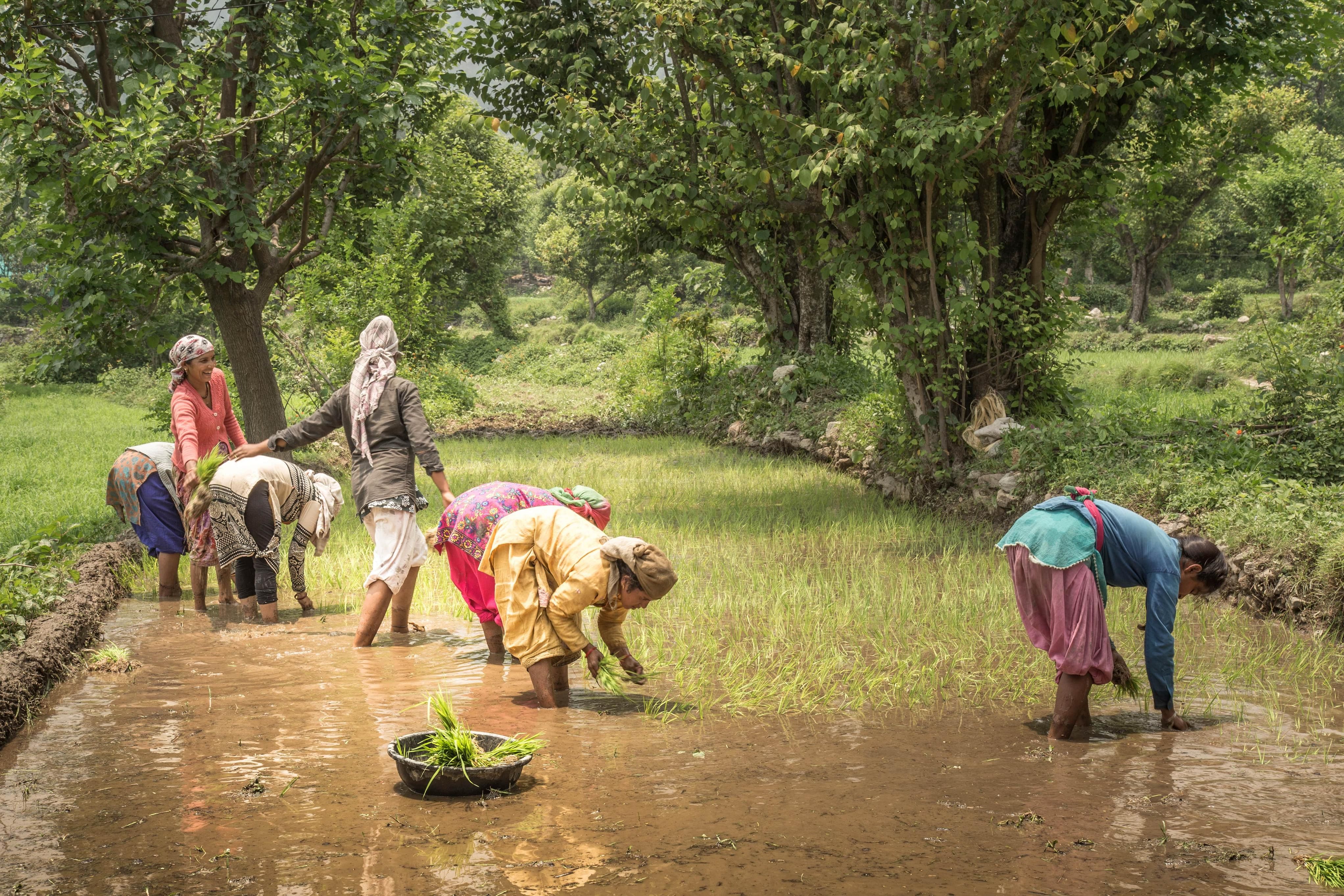 However, the Operation Greens announced in 2018-19 budget for ensuring a steady supply of onions, potatoes and tomatoes – through an Operation Flood-type exercise has been slow. (Credit: Getty Images)