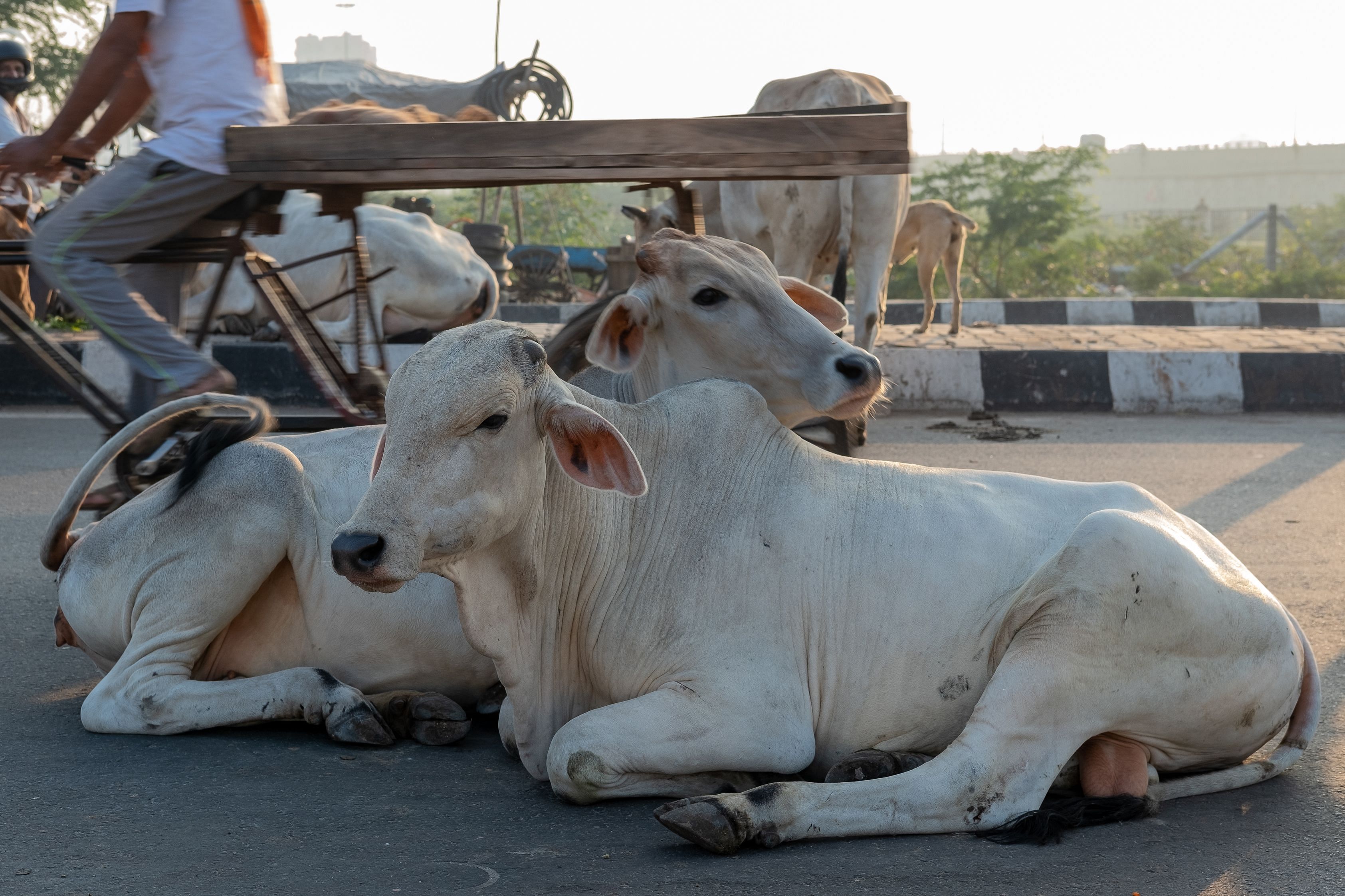 “Narayan claimed in his statement that he was transporting the six calves for farming purpose who were sent to a cow shelter. We are yet to verify his statement", Meena told DH. (Credit: AFP Photos)