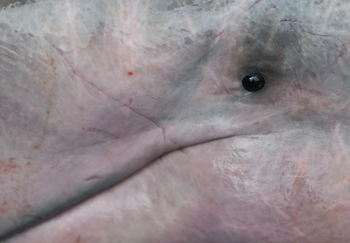 An Amazon River Dolphin is pictured at the Mamiraua Sustainable Development Reserve in Uarini. Reuters