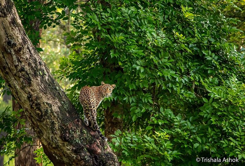 Leopard. (DH Photo)