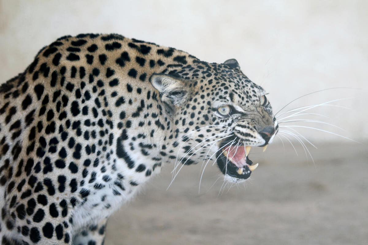 Population of Leopard is declining in India (Reuters Photo)