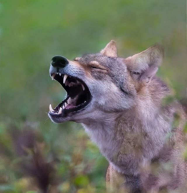 Indian grey wolf (DH File Photo)