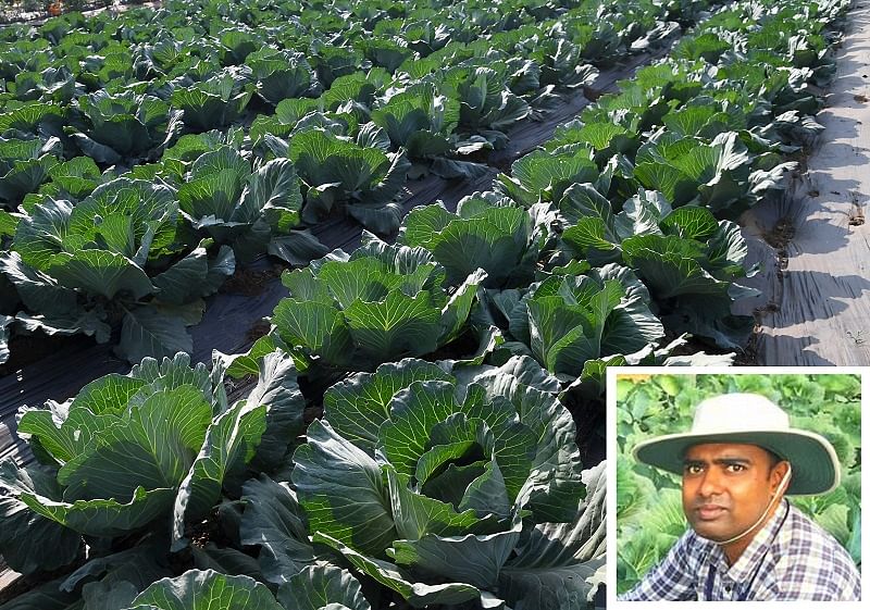 Scientists at IIHR have successfully cultivated pesticide free cabbage using the neem powder pellets. Dr NR Prasanna Kumar, Scientist from the Entomology department, IIHR showcasing the pesticide free cabbage, in Bengaluru. (DH Photo)