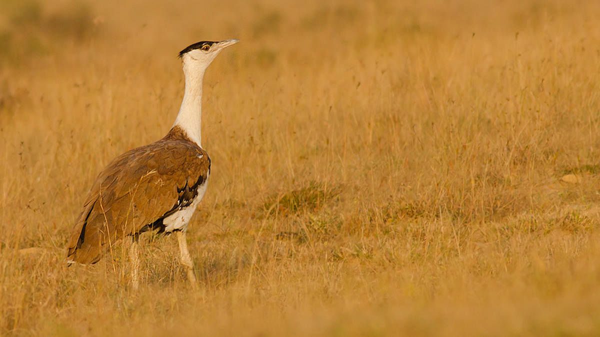 Great Indian Bustard. (DH Photo)
